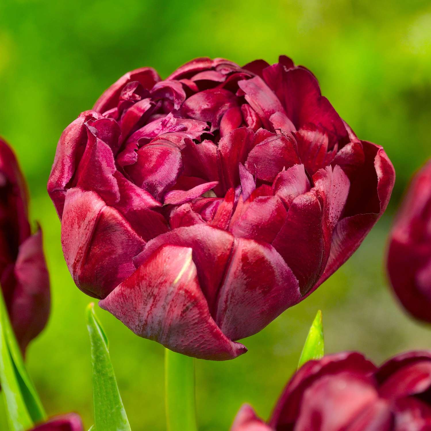 Tulipe 'Uncle Tom'